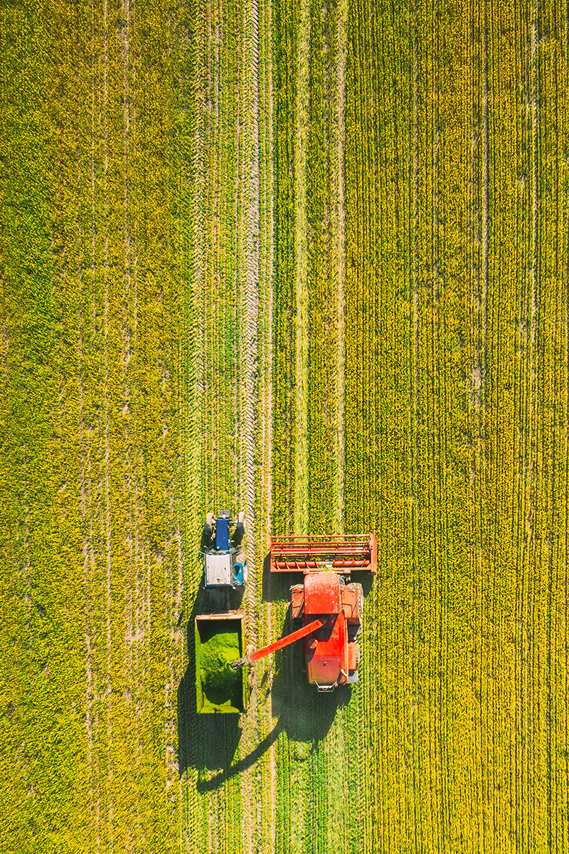 Aerial View Of Rural Landscape. Combine Harvester And Tractor Working Together In Field. Harvesting Of Oilseed In Spring Season. Agricultural Machines Collecting Blooming Rapeseeds Canola Colza. Elevated View
